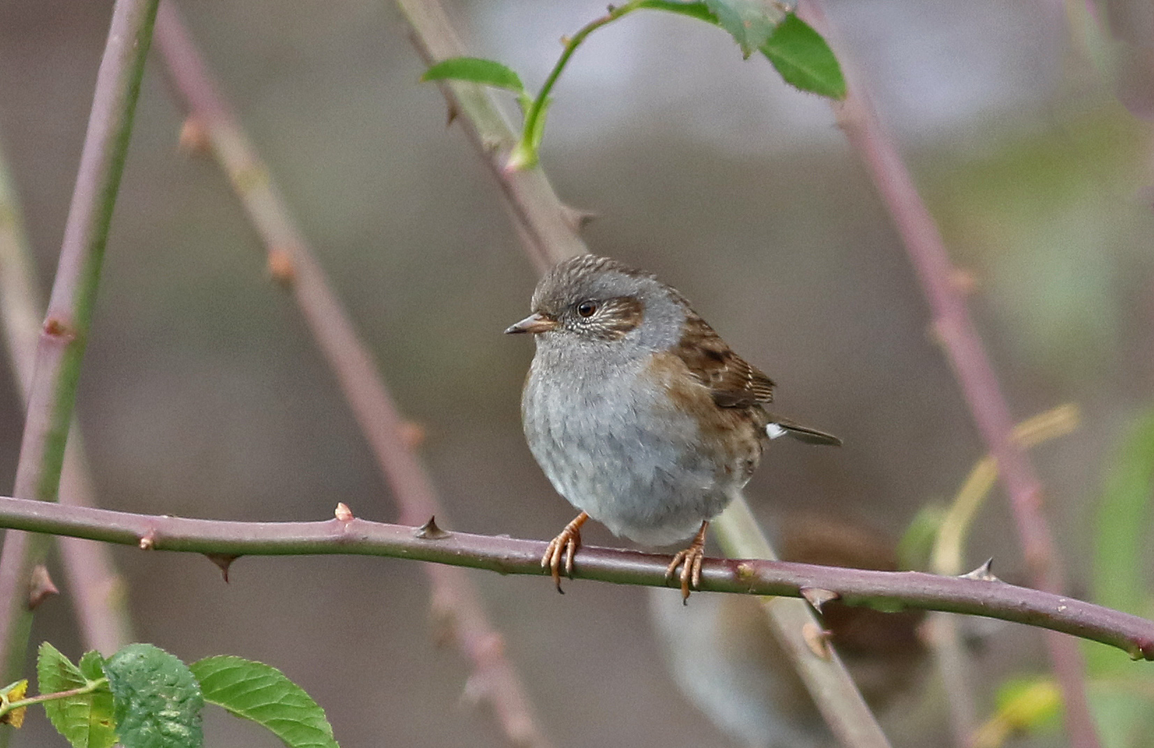 Dunnock
